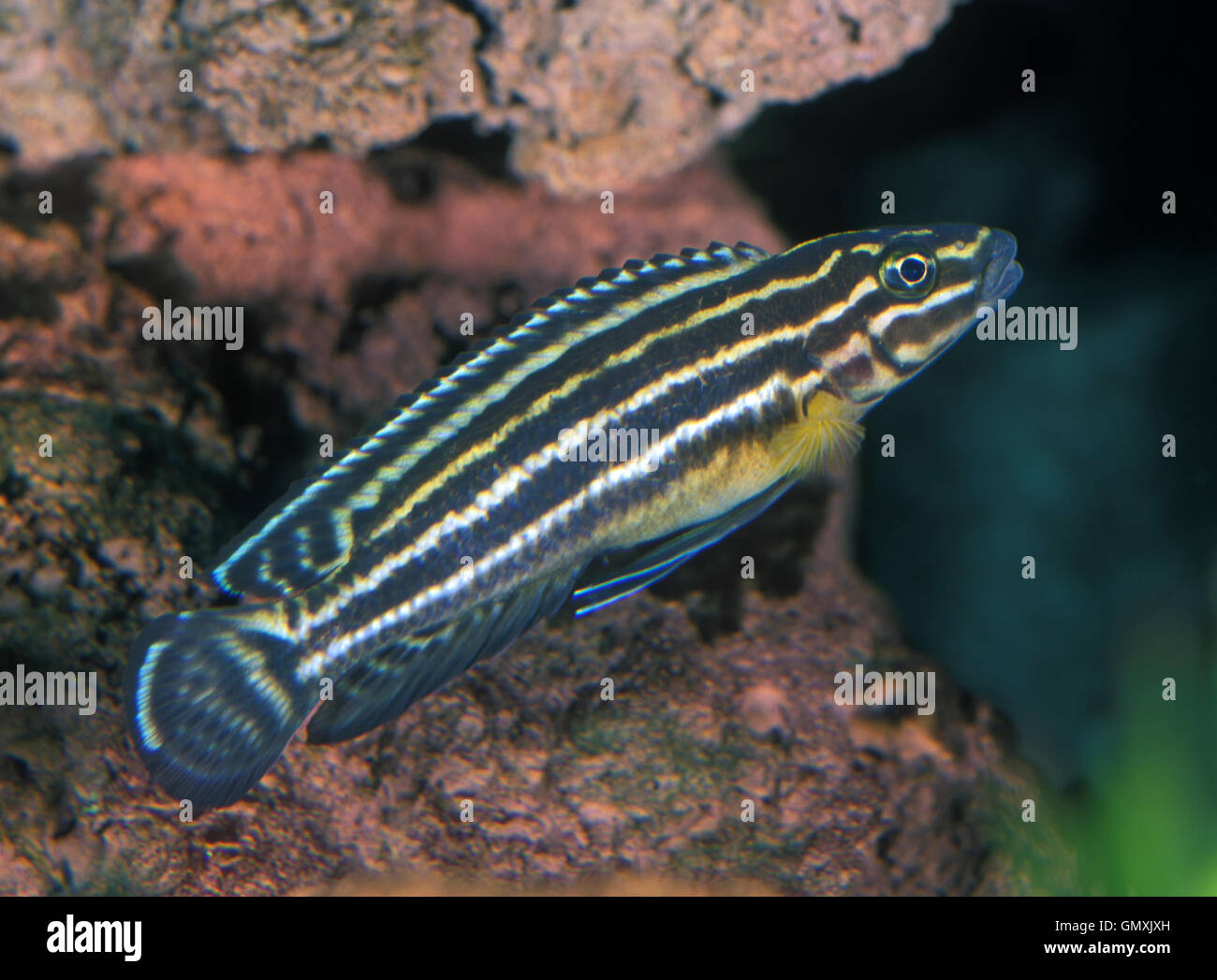 Marlieri Cichlid, Julidochromis marlieri. Aquarium. Portugal. - Stock Image