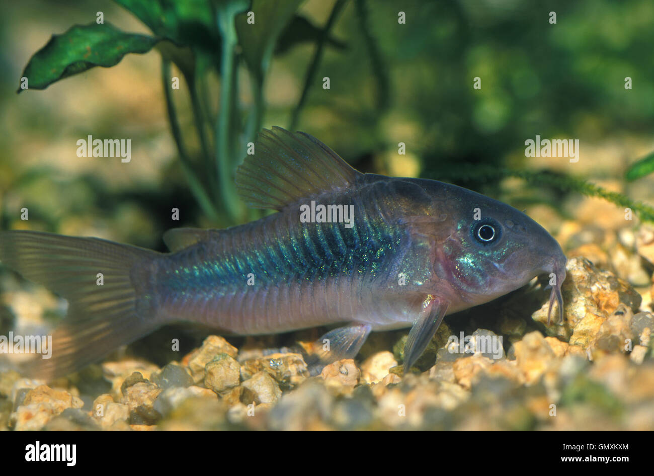 Bronze Corydoras Stock Photos & Bronze Corydoras Stock Images Alamy