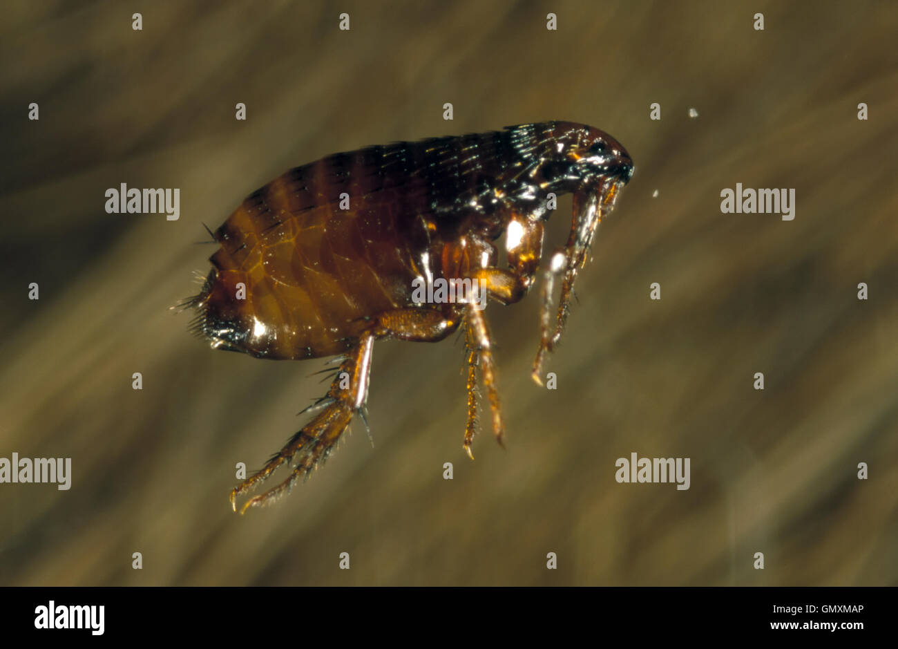 Flea Jumping High Resolution Stock Photography and Images Alamy