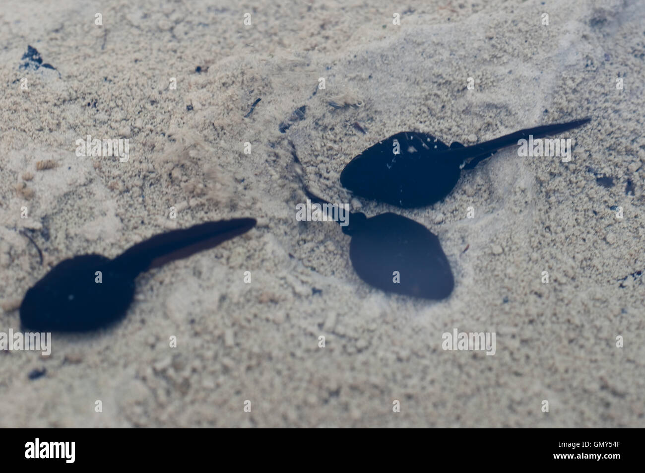 Tadpoles swimming in a small pond Stock Photo