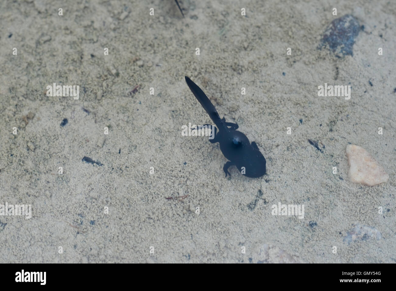Tadpole with legs swimming in a small pond Stock Photo