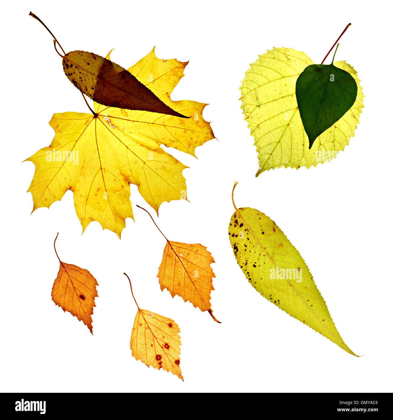 Isolated fallen yellow leaves on white background Stock Photo - Alamy