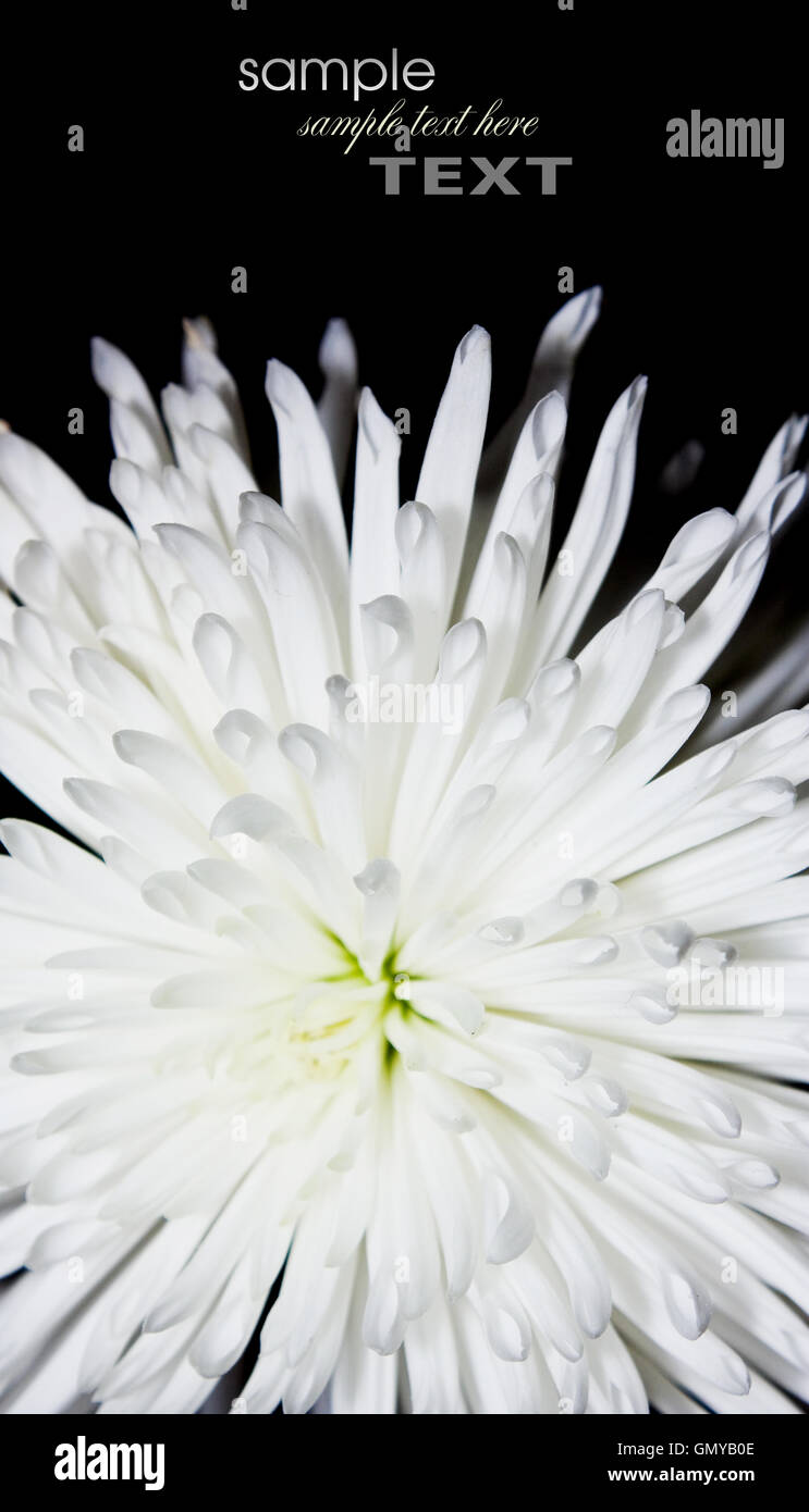 Aster daisy family hi-res stock photography and images - Alamy