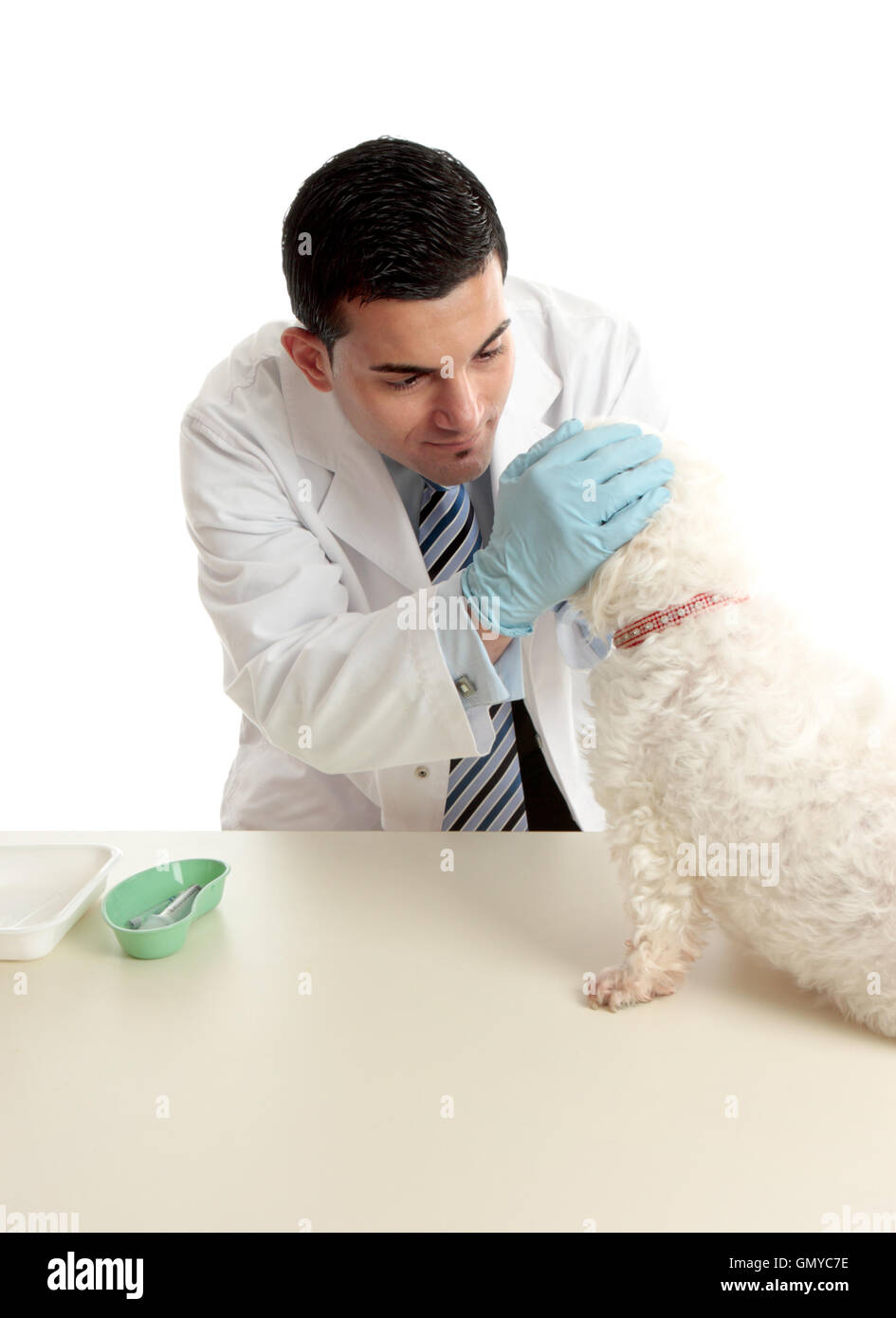 Vet inspecting dogs eyes Stock Photo Alamy