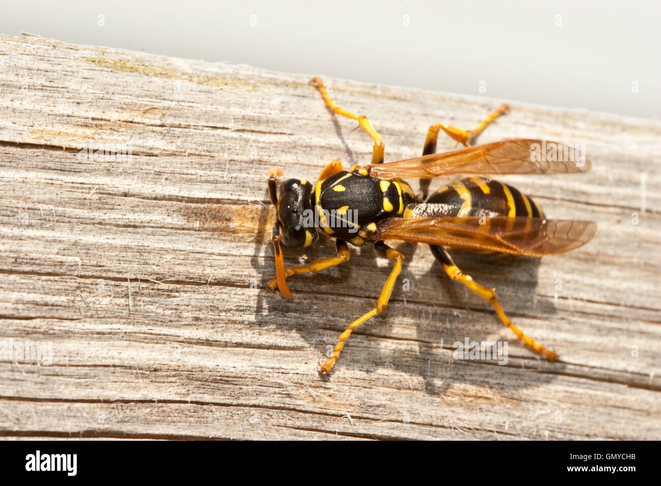 Yellow Jacket Wasp Chews Wood into Pulp Stock Photo