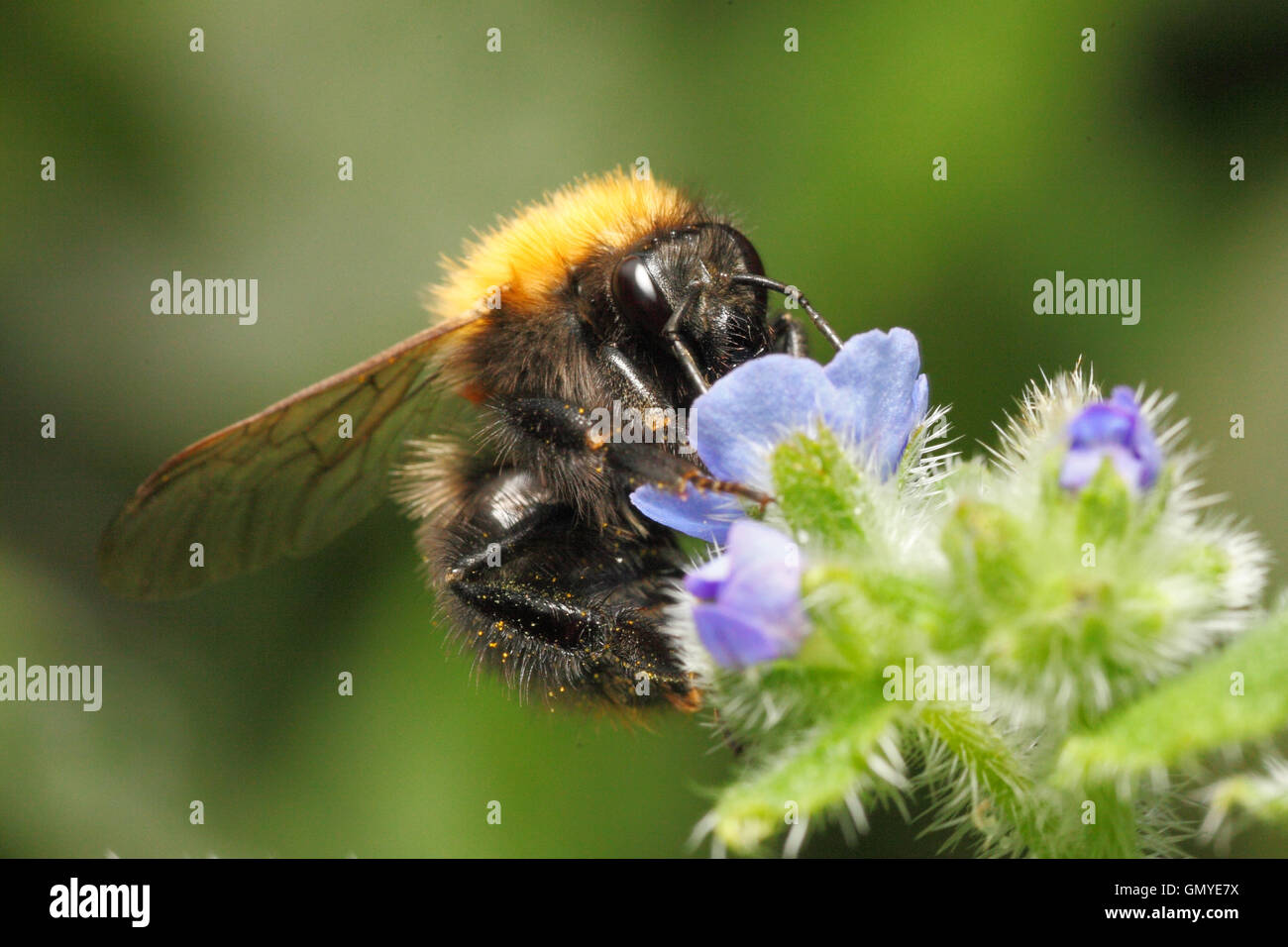 Bumblebee sucking honey out of blue flower Stock Photo