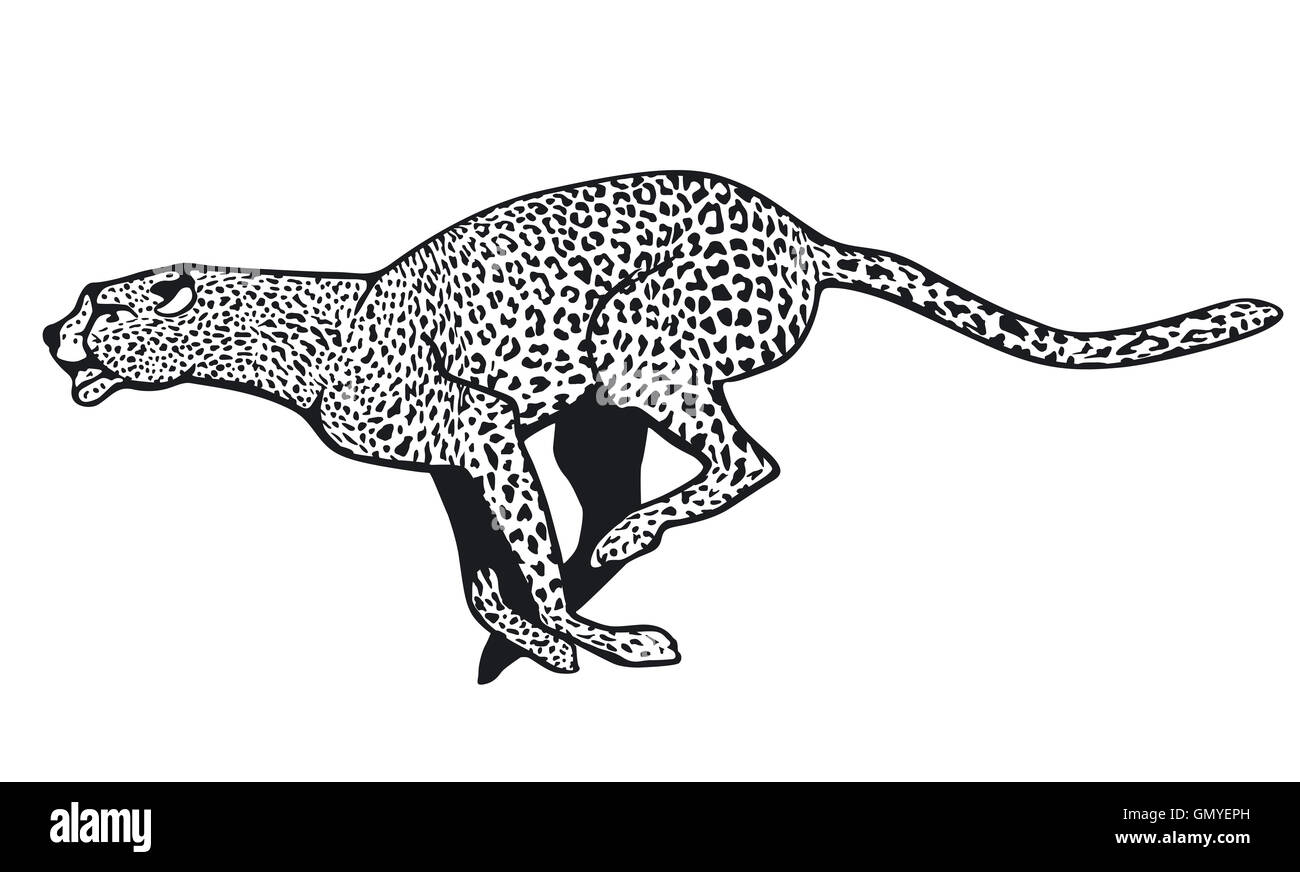 cheetah Stock Photo