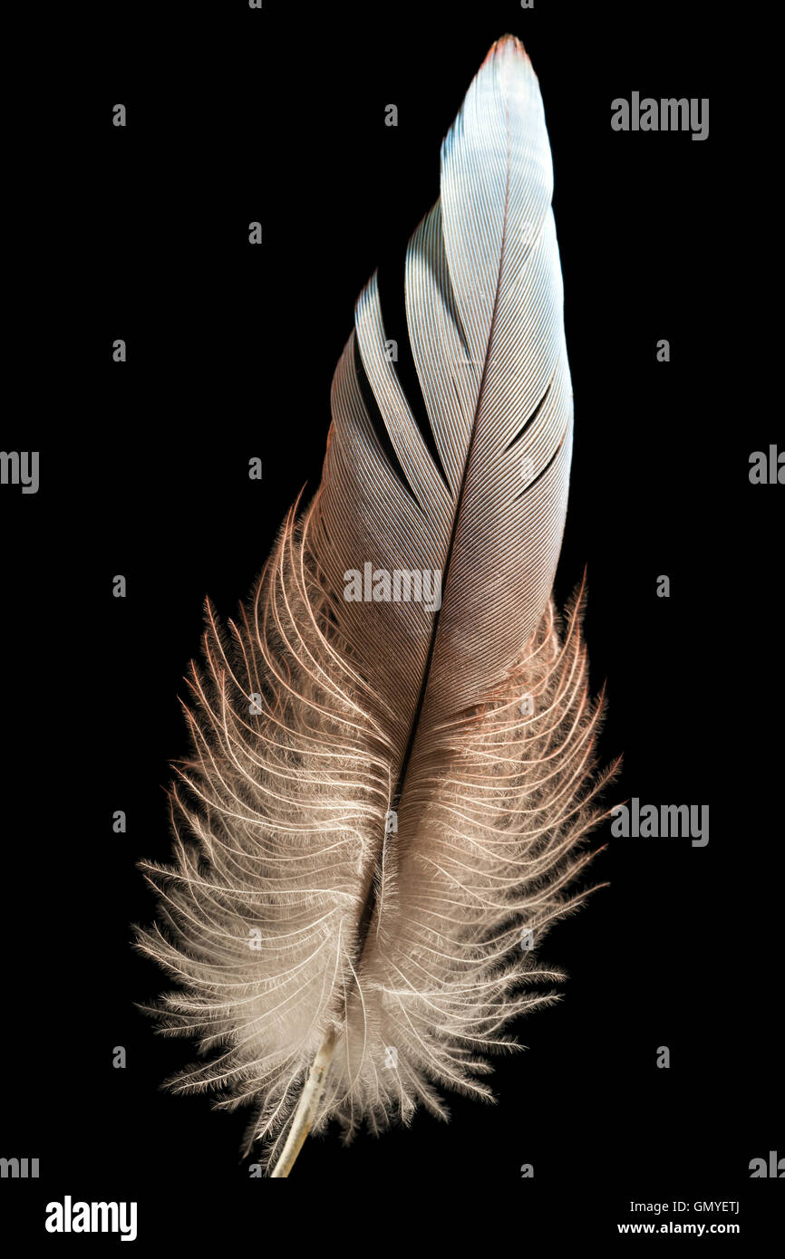 Bird feather or quill Stock Photo - Alamy
