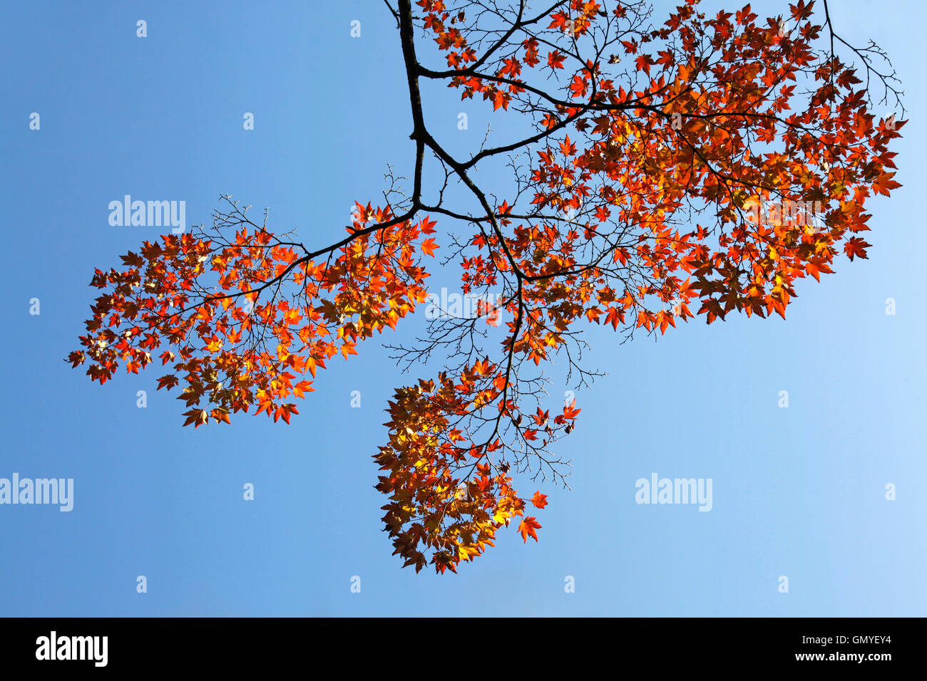 branch of maple tree with orange leaves Stock Photo - Alamy