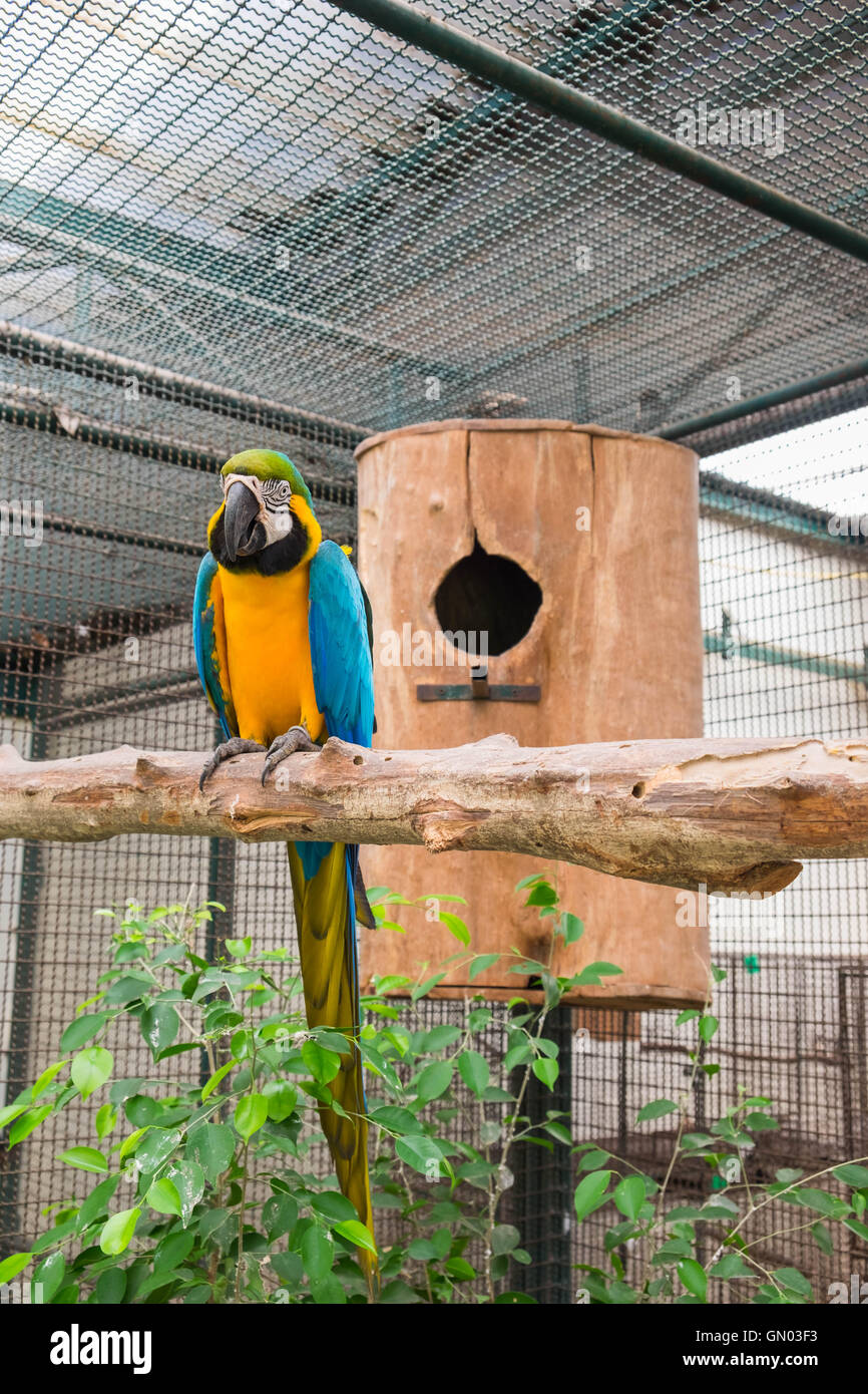 Blue macaw in the nest hi-res stock photography and images - Alamy