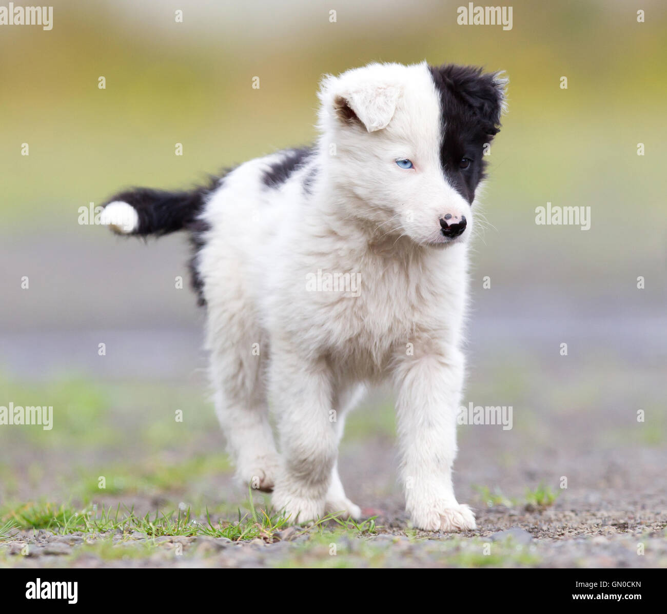 Border Collie puppy on a farm, one blue eye Stock Photo - Alamy