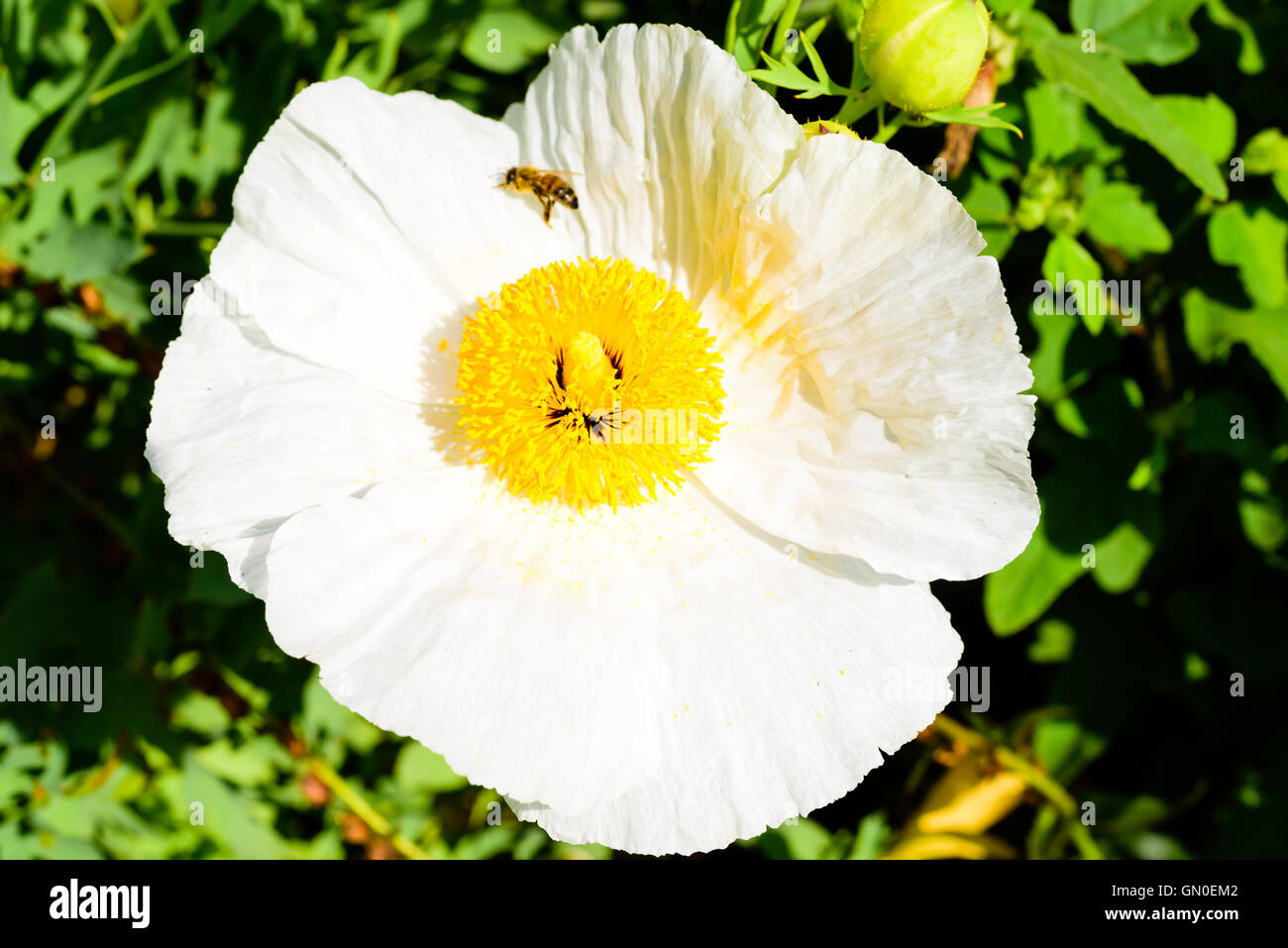 Coulters Matilija poppy or California tree poppy (Romneya coulteri) with honeybee walking on the large flower. Stock Photo