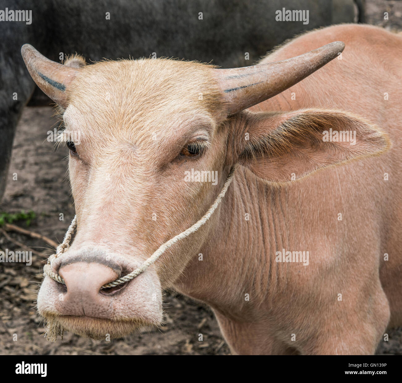 Buffalo skin hires stock photography and images Alamy