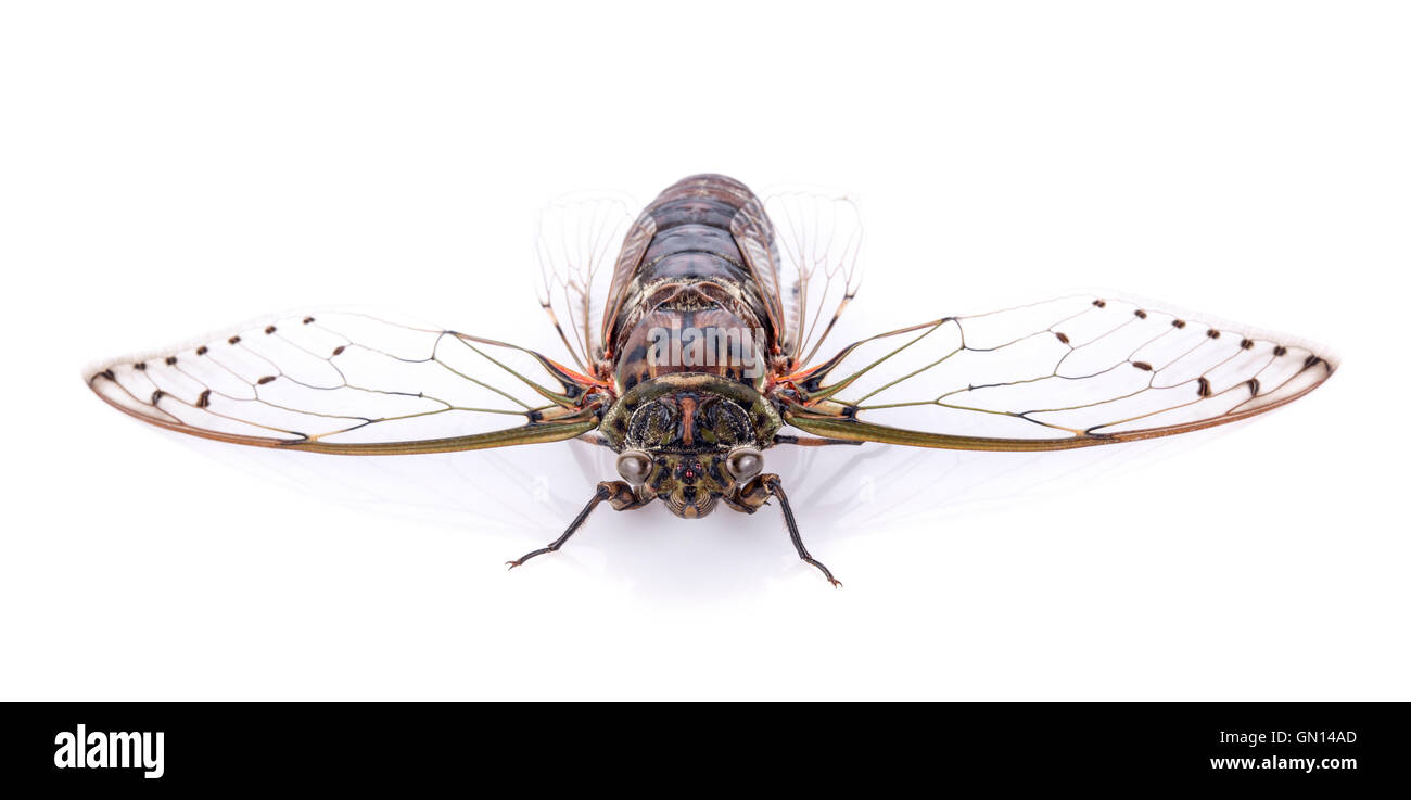 cicada isolated on white background Stock Photo