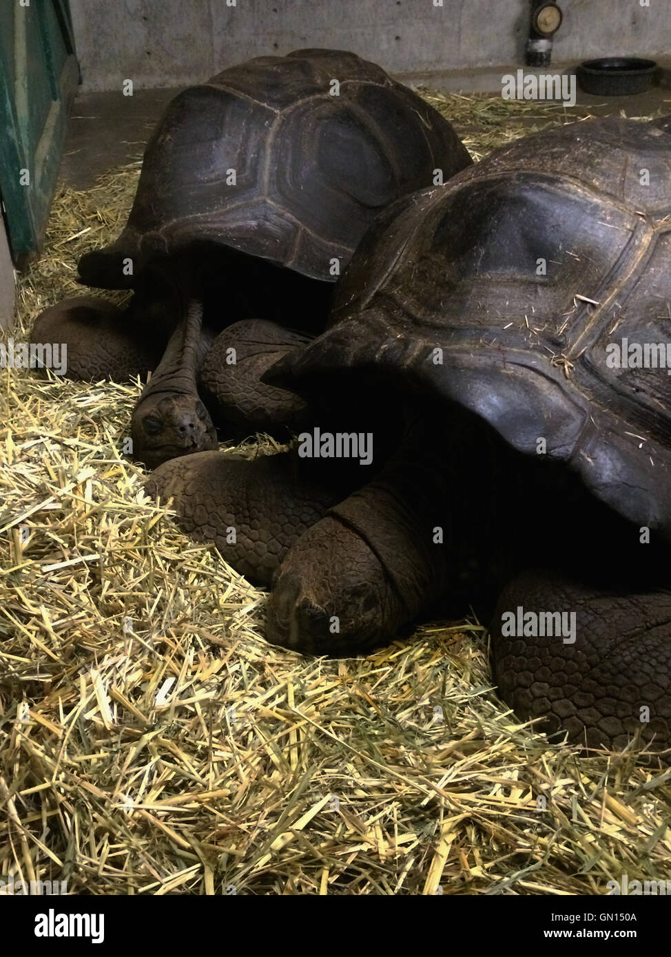 giant tortoises oakland zoo brian mcguire Stock Photo