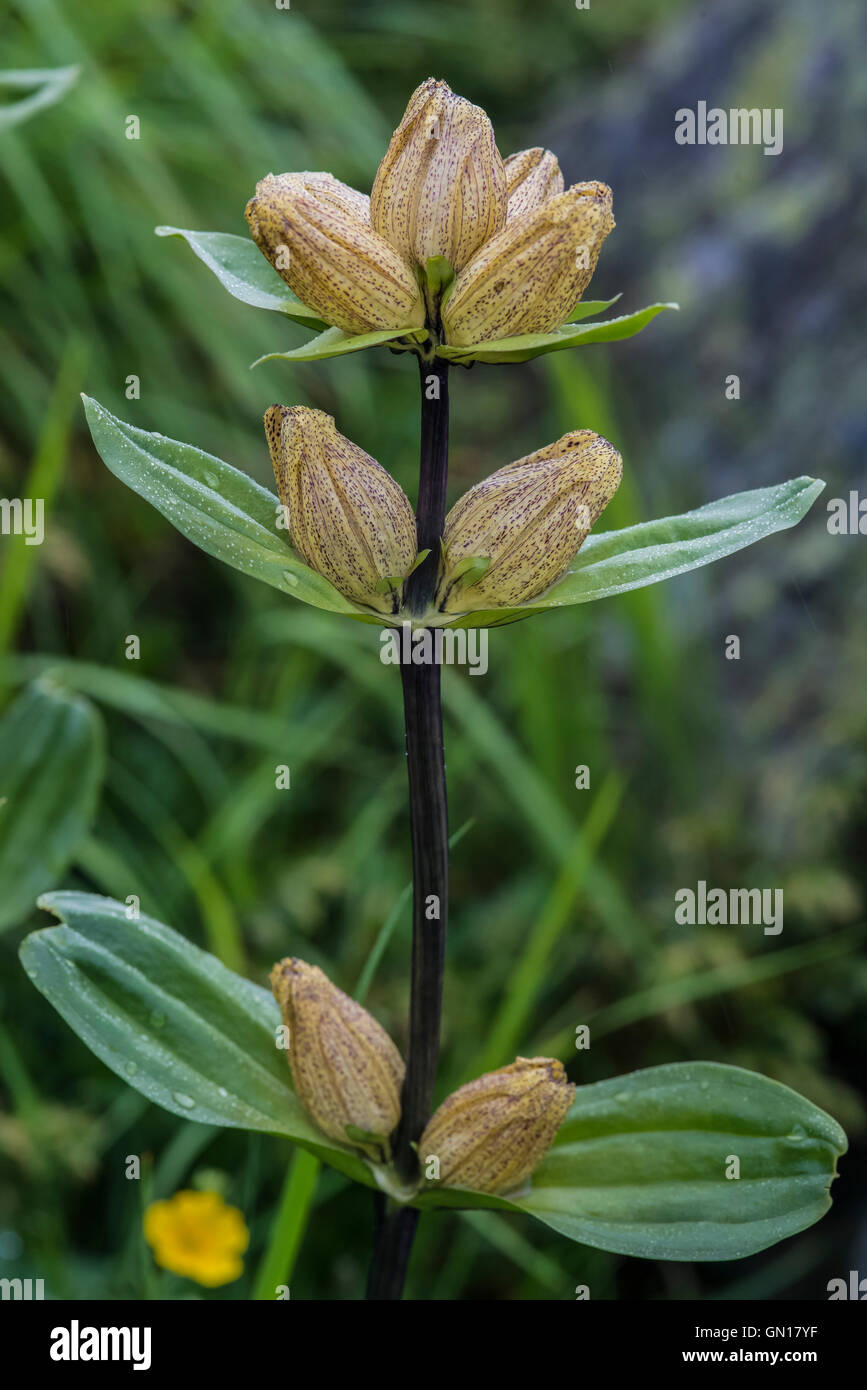 Spotted Gentian [gentiana punctata] Stock Photo