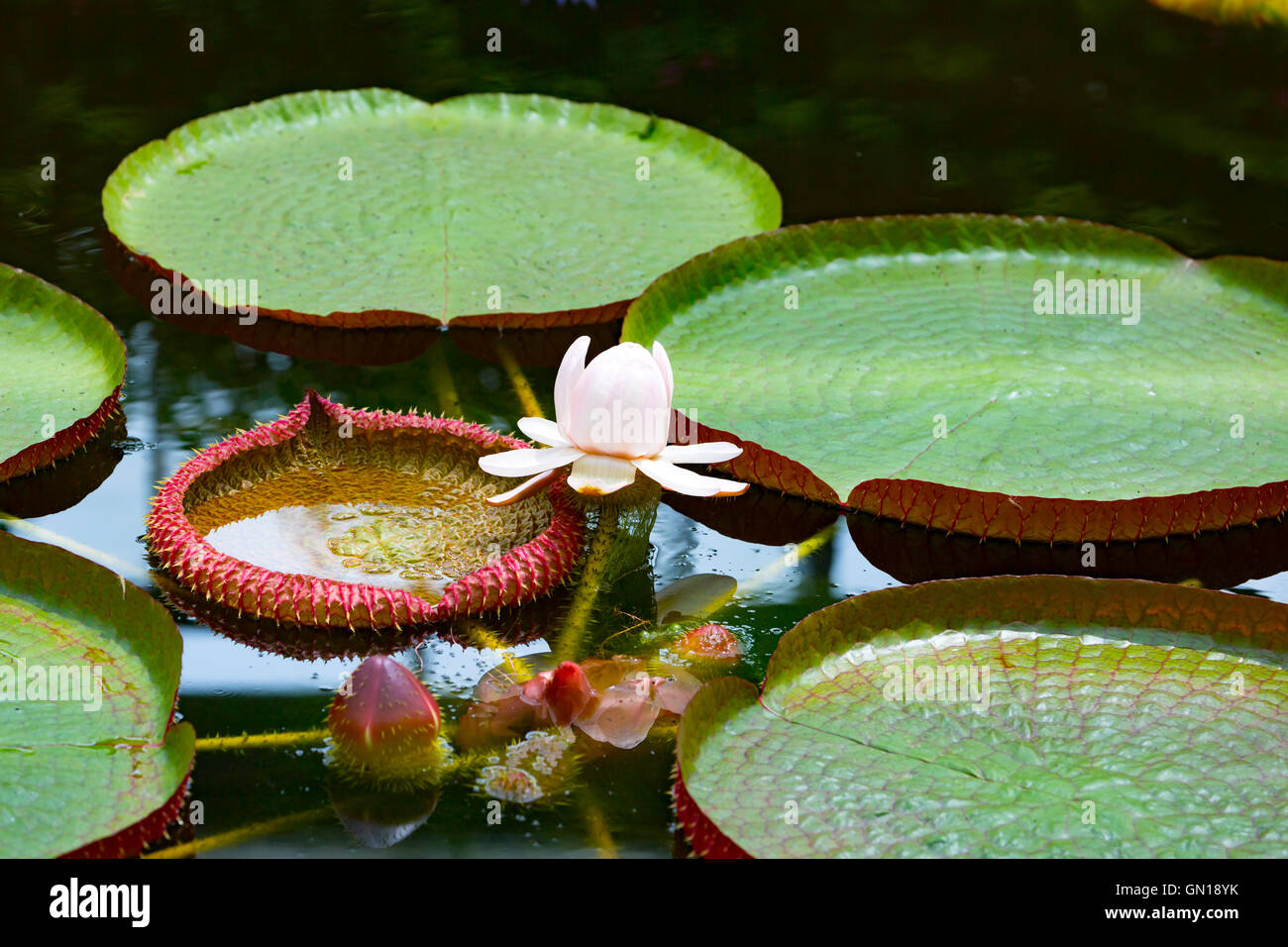 Victoria amazonica is a species of flowering plant, the largest of the Nymphaeaceae family of water lilies Stock Photo