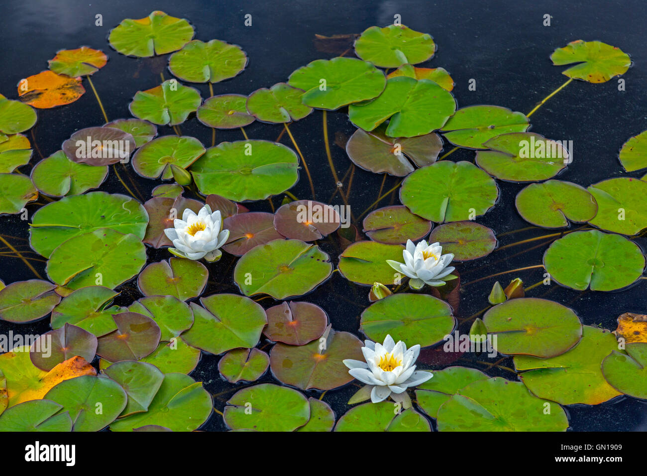 Water lillies nymphaeaceae hi-res stock photography and images - Alamy