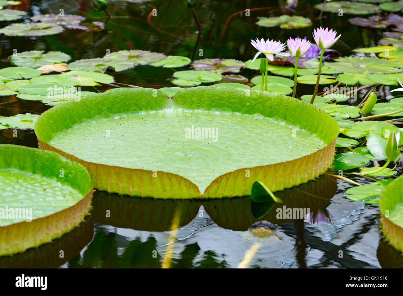 Victoria amazonica is a species of flowering plant, the largest of the Nymphaeaceae family of water lilies Stock Photo