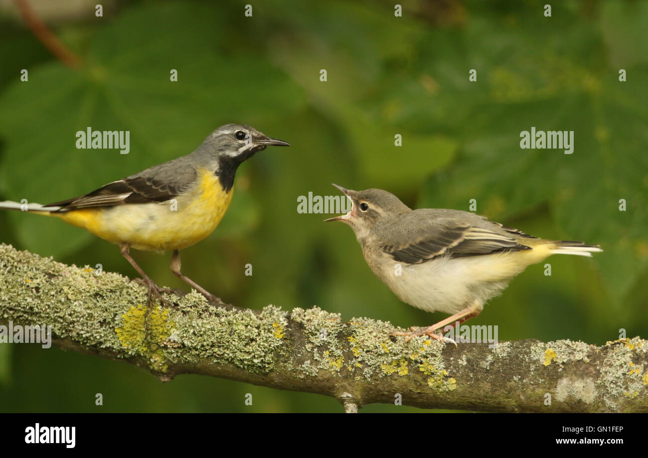 The Male, Grey wagtail (Motacilla cinerea) has just feed one of its babies with food. Stock Photo