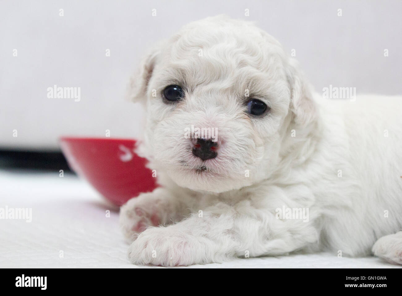 white bichon frise puppy with red bowl, white background Stock Photo