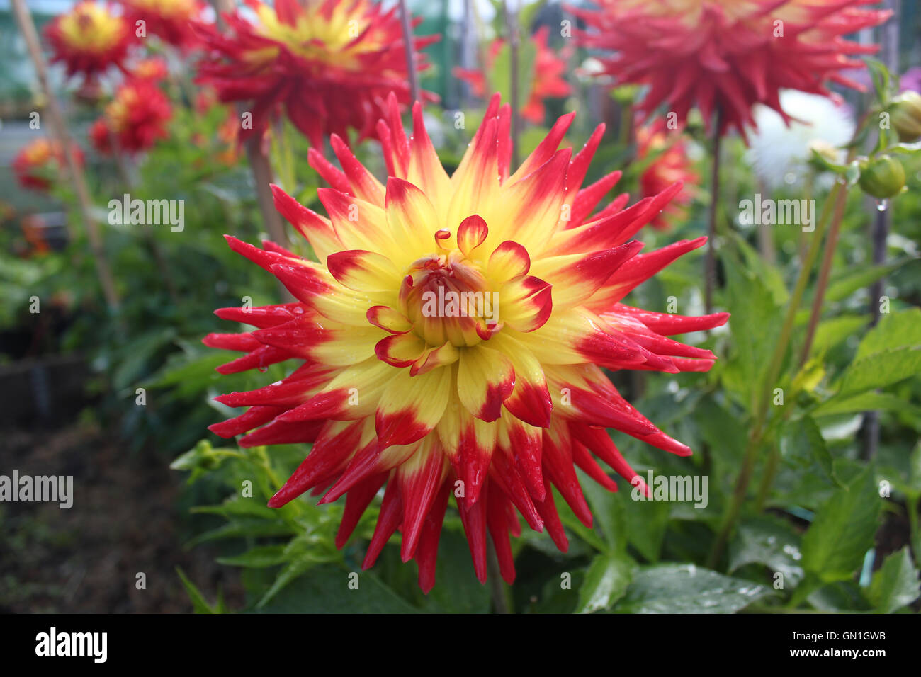 Vibrant red &yellow Dahlia with Dahlias in background with green leaves Stock Photo