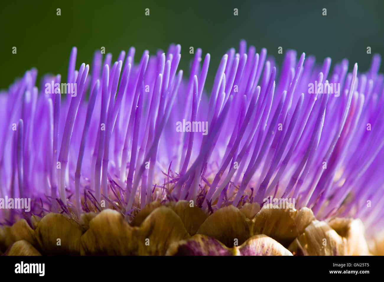 Detail of artichoke flower. Edible vegetable, also known as the cardoon, with narrow purple purple petals Stock Photo
