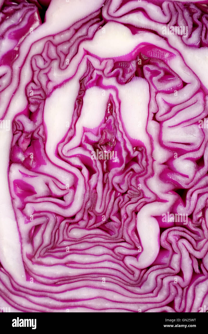 Cut face of red cabbage sliced in half as abstract background texture ...