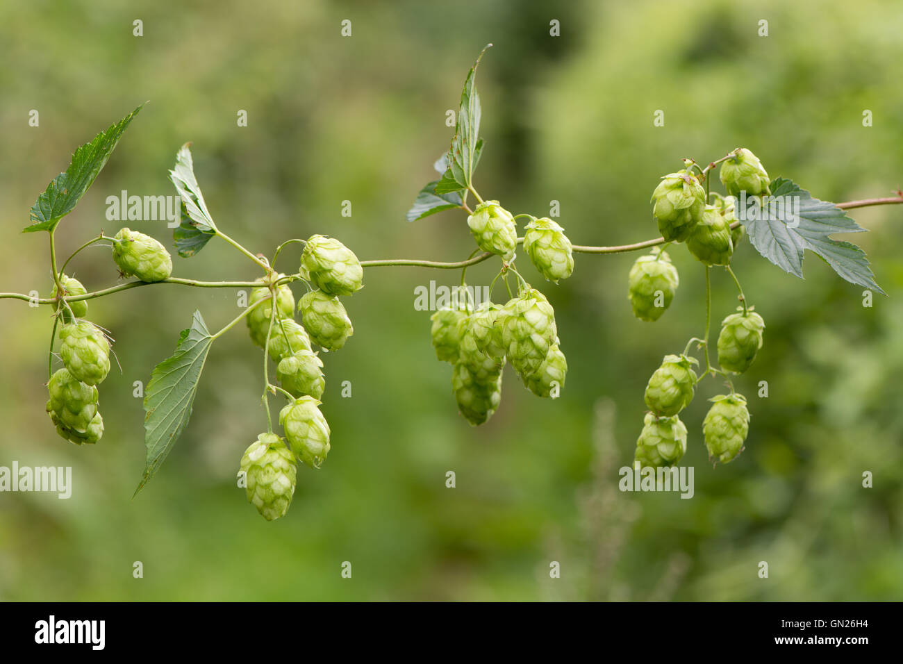 Hops (Humulus lupulus) flowers on vine. Green pendulous flowers on climbing plant in the family Cannabaceae, hanging from stem Stock Photo