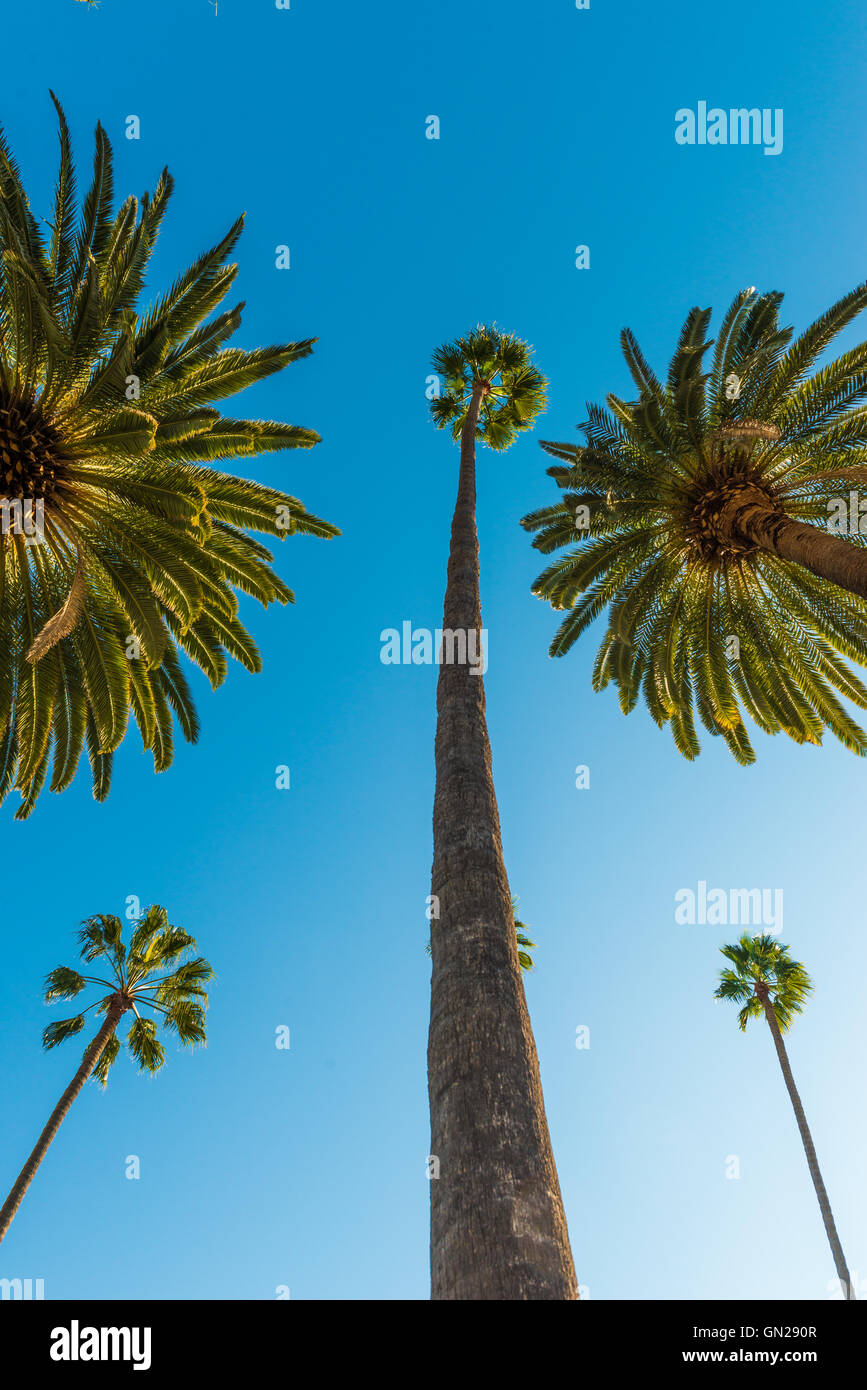 California palm trees Stock Photo Alamy