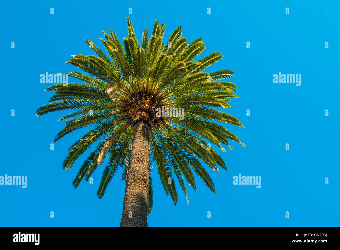 California palm trees Stock Photo Alamy