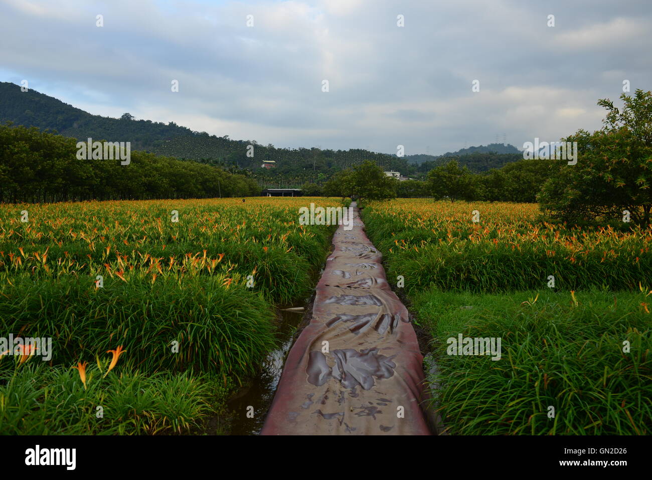Let's take a walk Stock Photo - Alamy