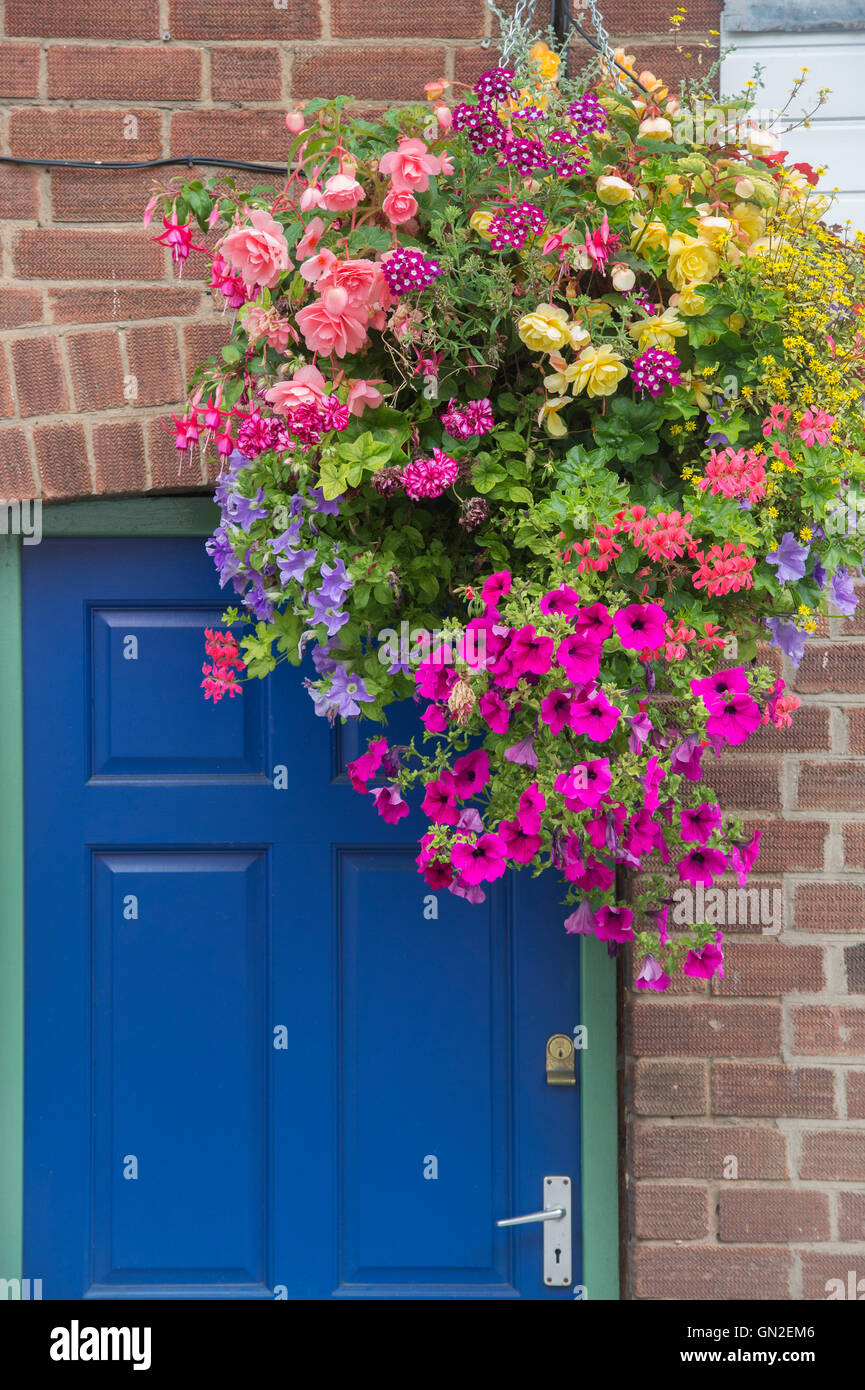 Hanging basket in front of a blue door. UK Stock Photo