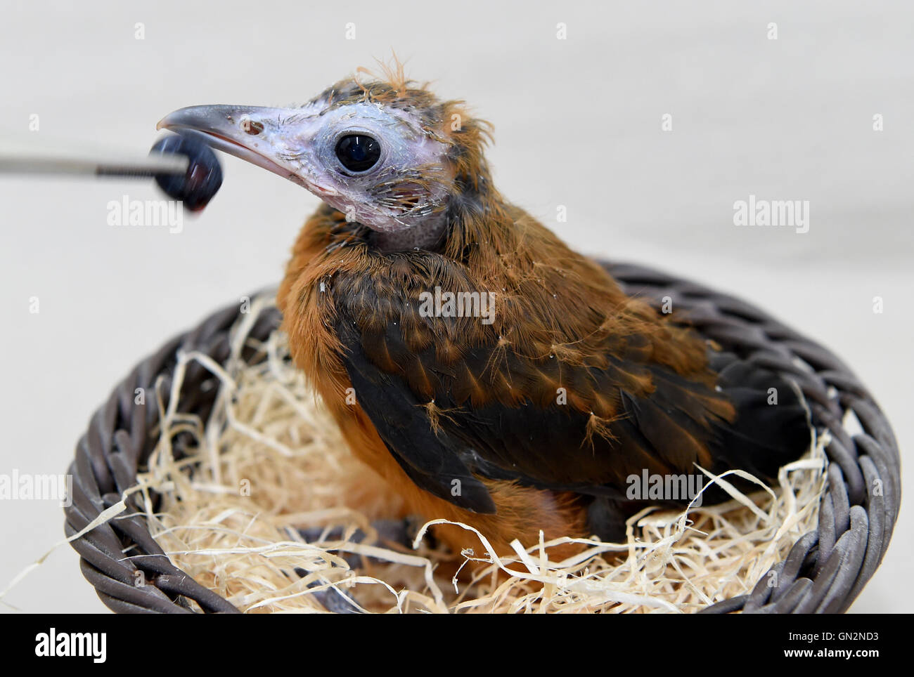 Weltvogelpark Walsrode, Germany. 16th Aug, 2016. A four-weeks-old 'Perissocephalus tricolor' is fed in the breeding station of Weltvogelpark Walsrode, Germany, 16 August 2016. The breeding of two young birds of this type is the only successful breeding case this year in Europe so far. The bird speices is rarely held in zoos and came to the bird park in 2012 for the first time. Photo: Holger Hollemann/dpa/Alamy Live News Stock Photo