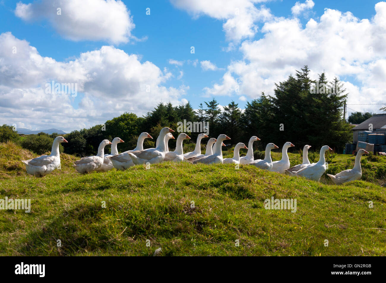 Ardara, County Donegal, Ireland weather. 28th August 2016. A flock of geese in the sunshine on Ireland's 'Wild Atlantic Way' on a farm near this west coast village. Photo by:Richard Wayman Credit:  Richard Wayman/Alamy Live News Stock Photo
