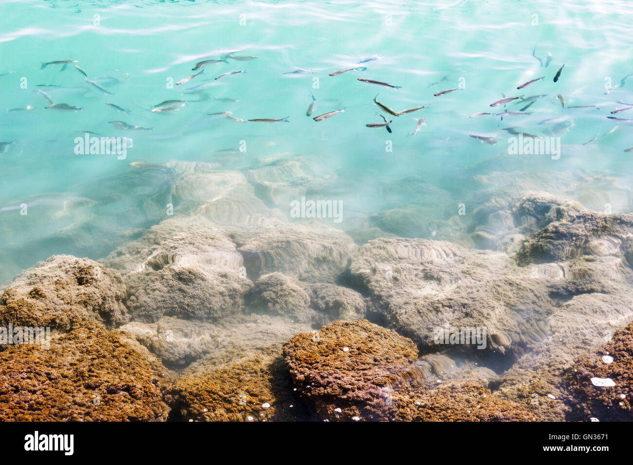 Many small fishes moving randomly in clear turquoise sea water near the underwater mossed stones. Stock Photo