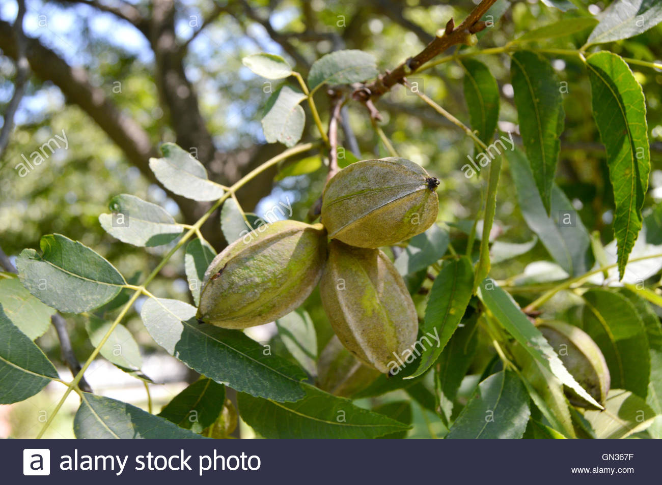 Pecans (Carya illinoinensis) growing in a pecan tree Stock Photo
