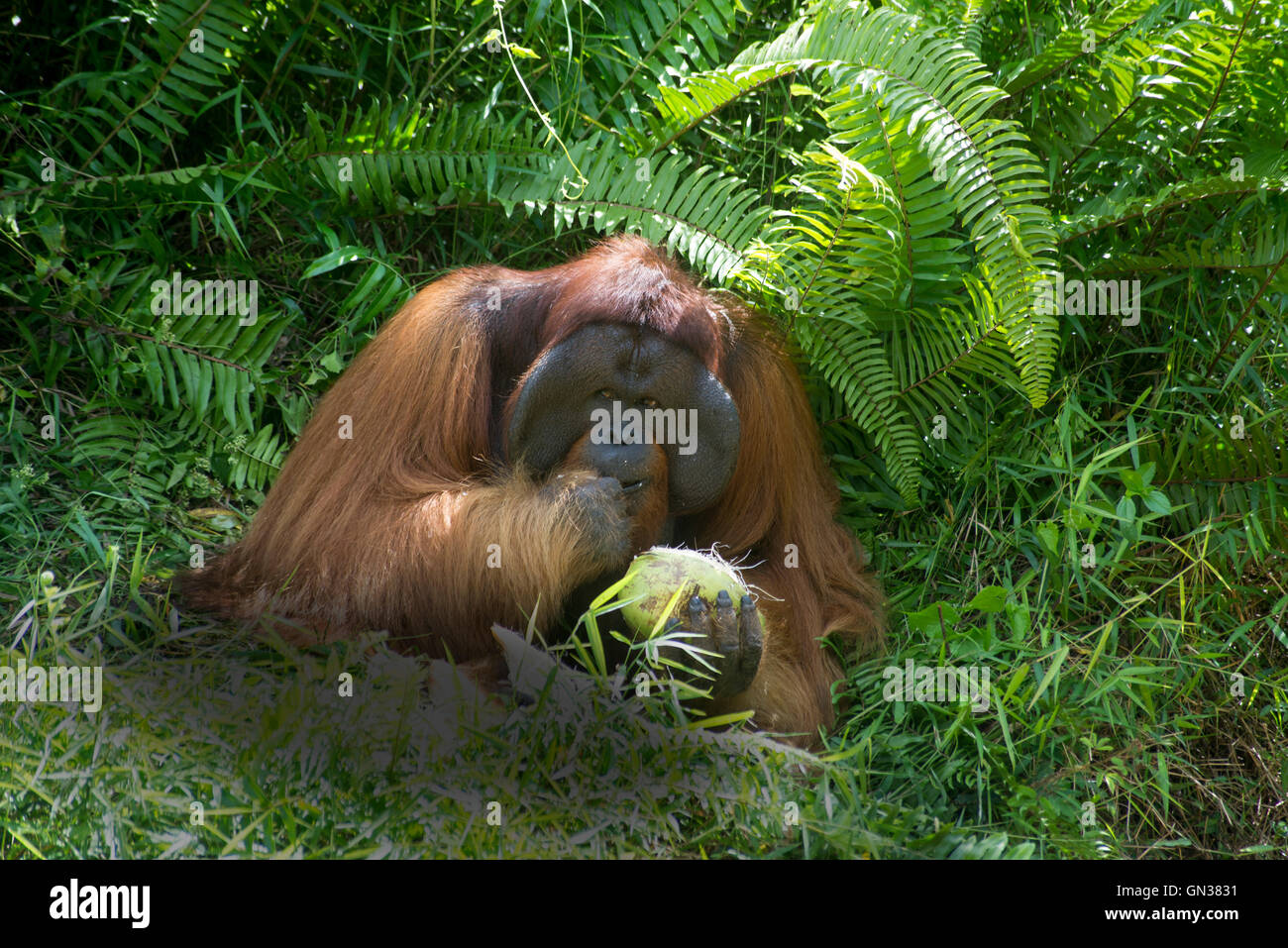 Flanged male Bornean orangutan Stock Photo