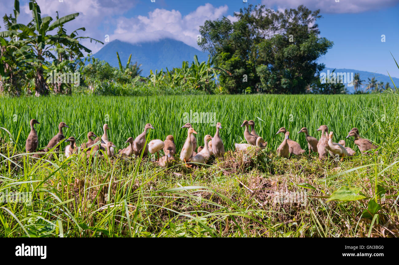 Row of ducks in a rice field Stock Photo