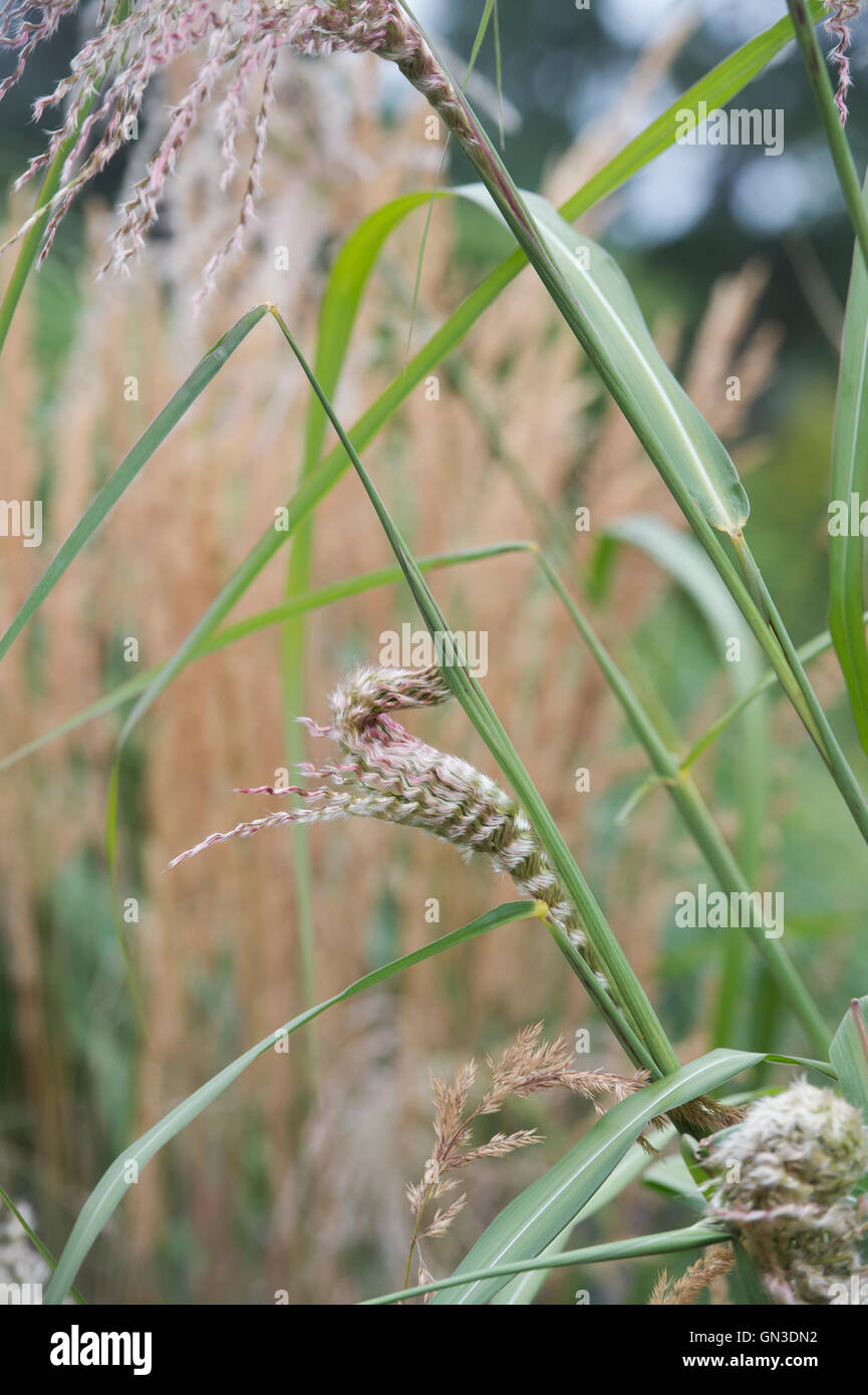 Miscanthus sinensis ‘Roland’. Ornamental Grass Stock Photo