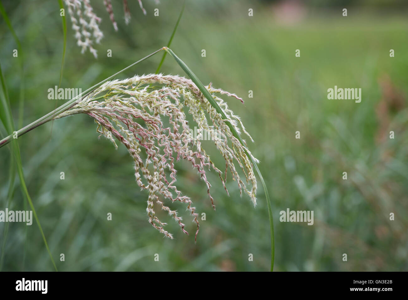Miscanthus sinensis ‘Roland’. Ornamental Grass Stock Photo