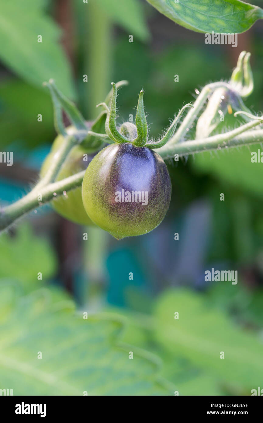 Black Tomato Indigo Rose ripening on the vine Stock Photo