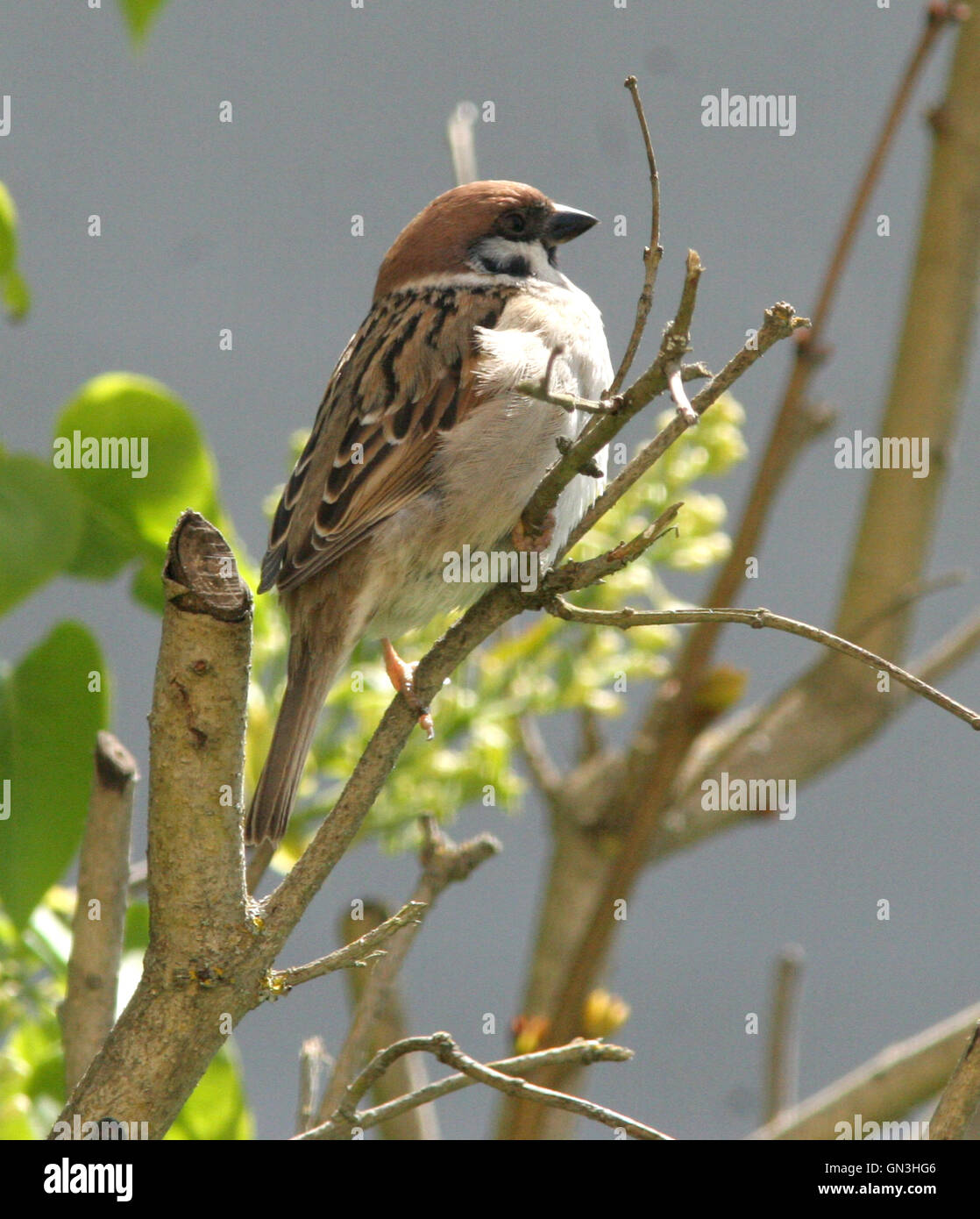 Tree sparrow on branch Stock Photo