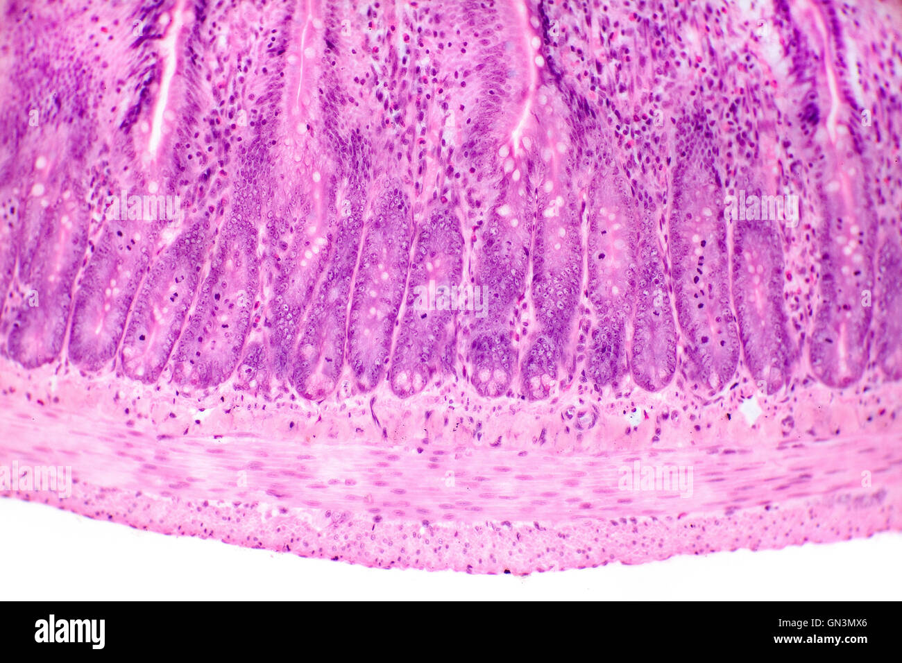 Small intestine TS brightfield photomicrograph mucosa Stock Photo