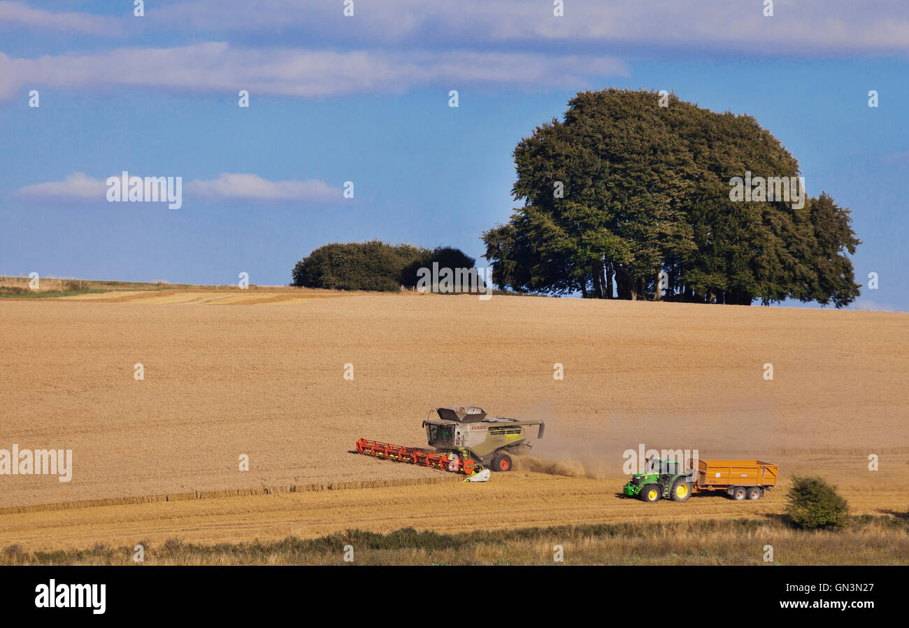 Distant view of a combine harvester cutting in a sun drenched wheat field, Cotswolds, UK. Stock Photo