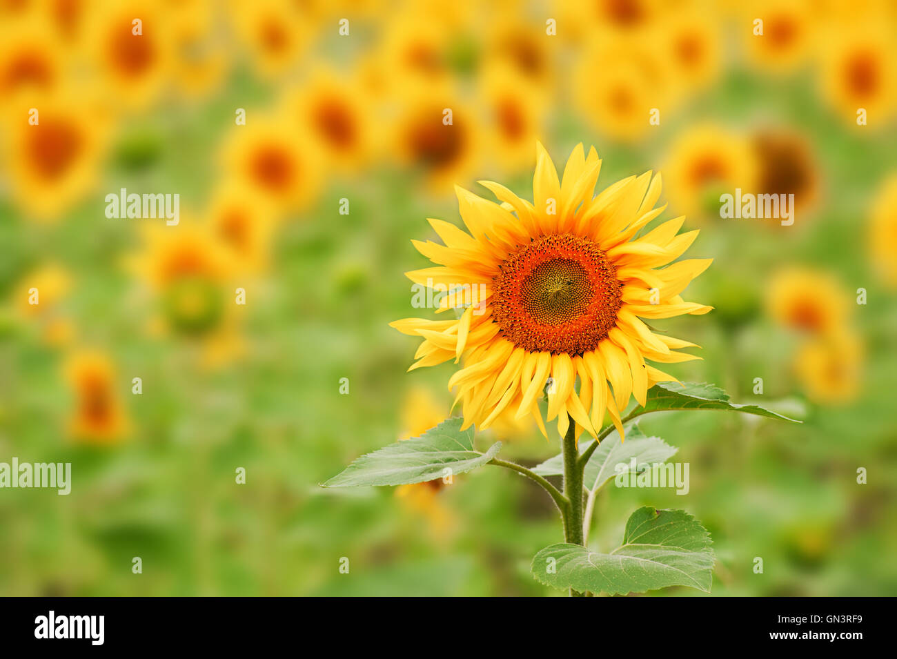 The petals of the sunflower in the field are yellow. hi-res stock ...
