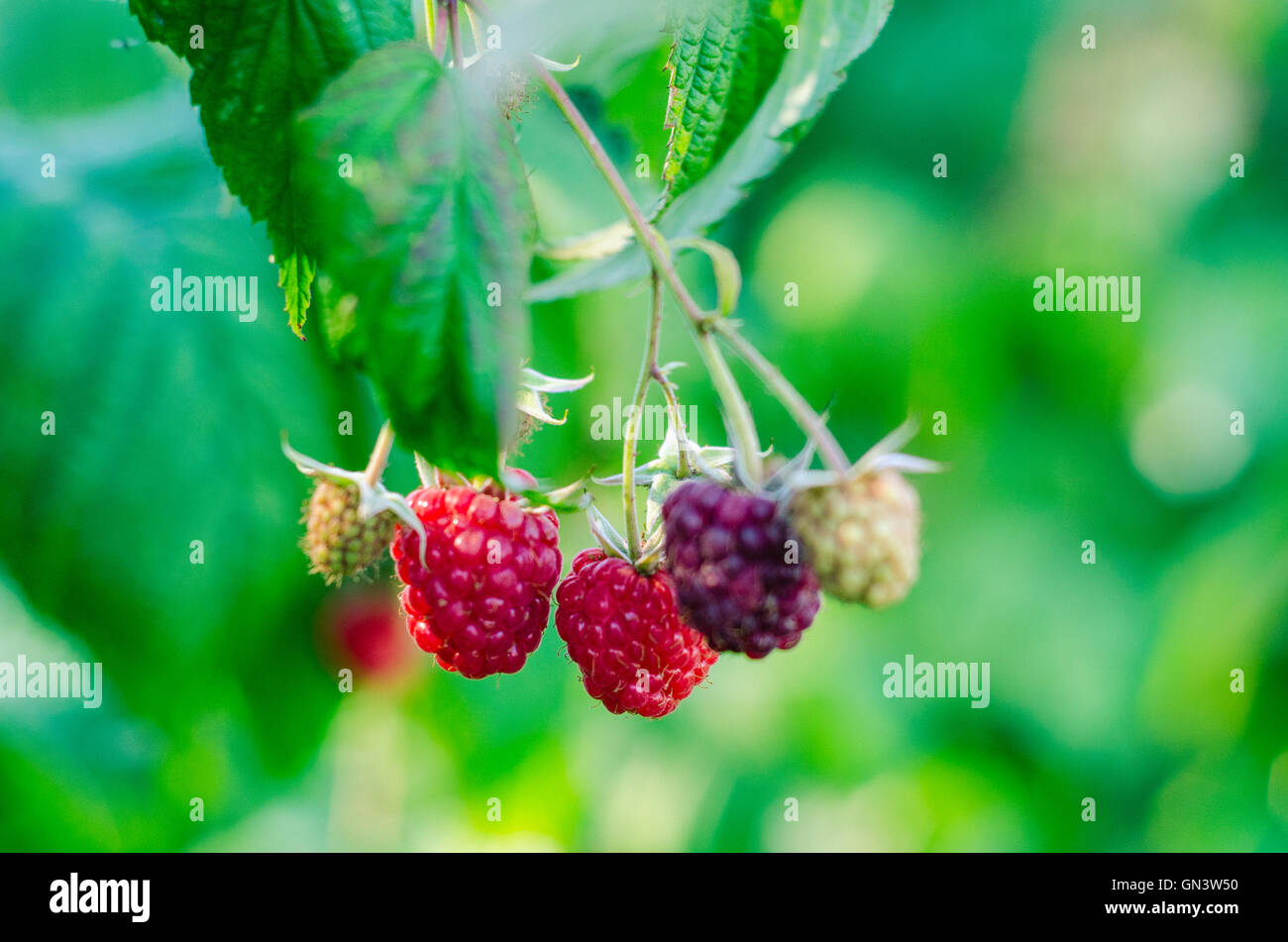 Ripe raspberries ready to pick from the vine Stock Photo - Alamy