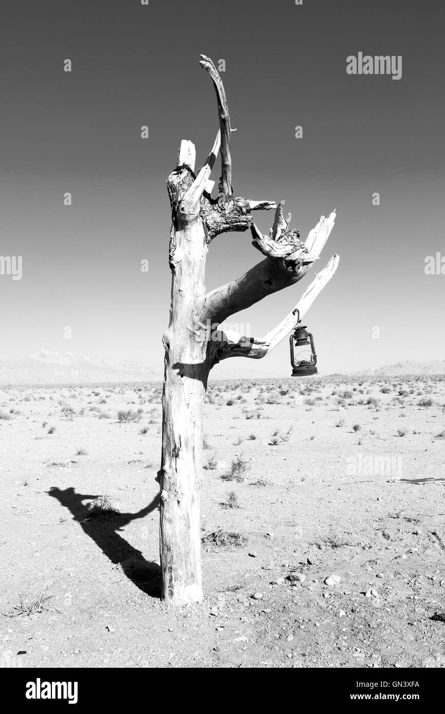 in iran blur old dead tree in the empty desert of persia lamp oil on branch Stock Photo