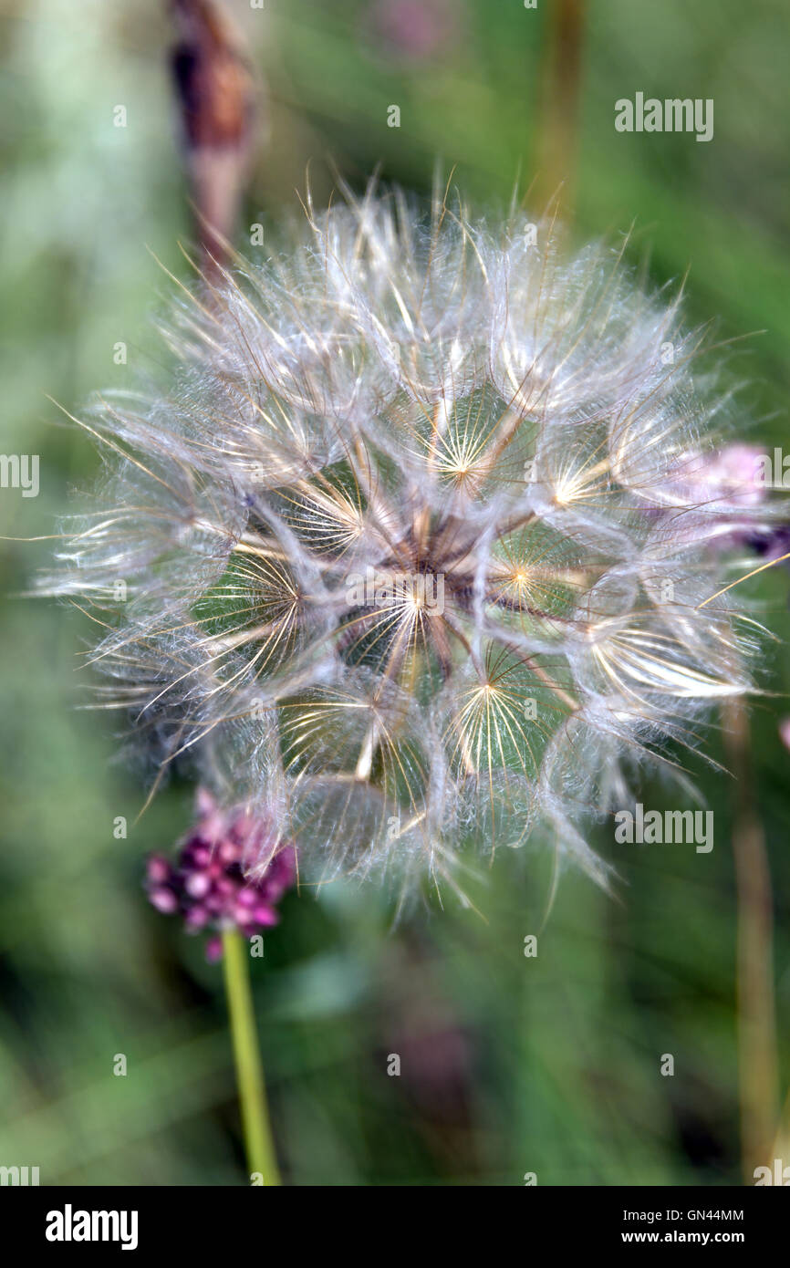 Abstract dandelion flower background closeup, beautiful nature details Stock Photo
