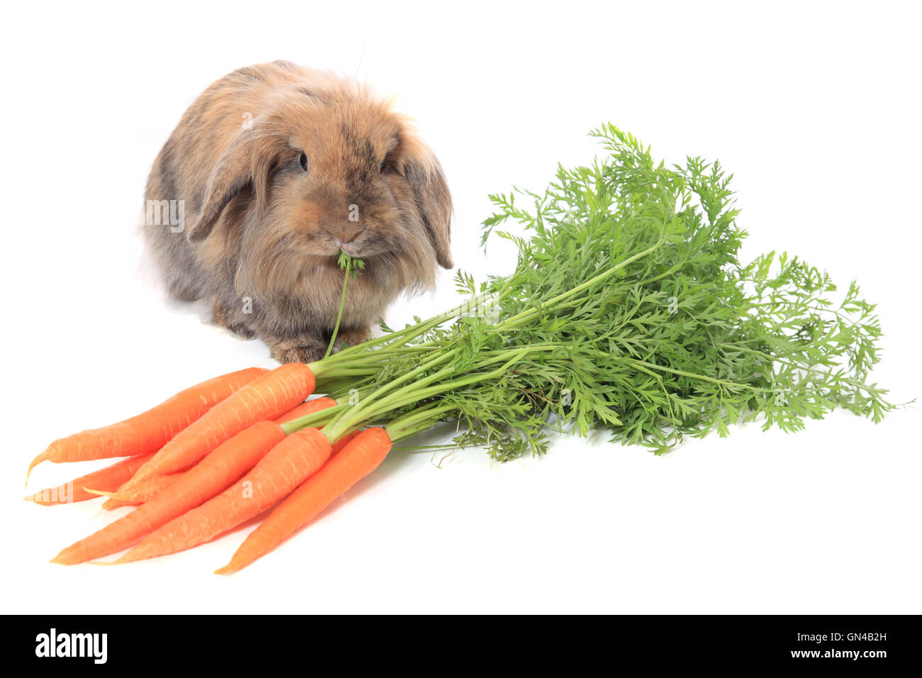 Rabbit eating carrots Stock Photo Alamy